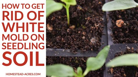 However, there are a few problems that can plague your plants and take some of the fun out of growing them. How To Get Rid Of White Mold On Seed Starting Soil ...