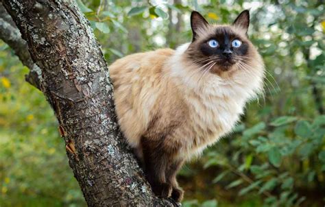 Balinese Cat Breed Information And Facts Pictures Pets Feed