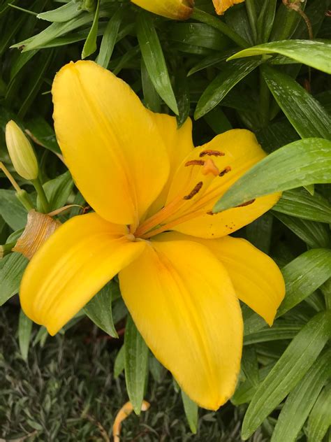 Yellow Tiger Lily 3 Bulbs Free Delivery Within The Uk Etsy