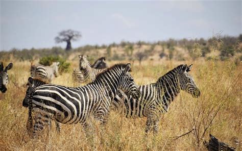 Download Wallpapers Zebra Wildlife Wild Animals Herd Of Zebras