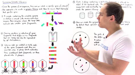 Building And Screening Genomic Libraries Youtube
