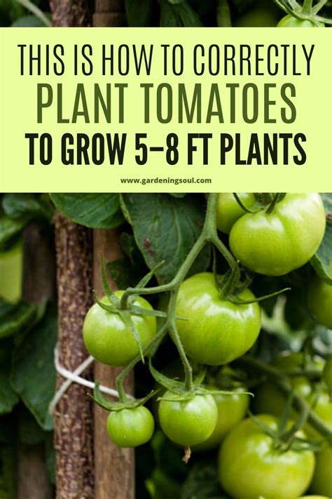 This Is How To Correctly Plant Tomatoes To Grow 58 Ft Plants Tomato