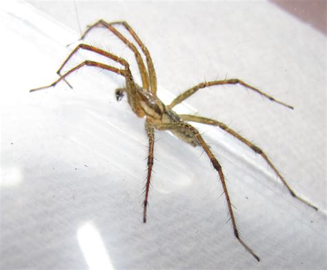 Male Grass Spider Agelenopsis Spiders In Sutton Massachusetts