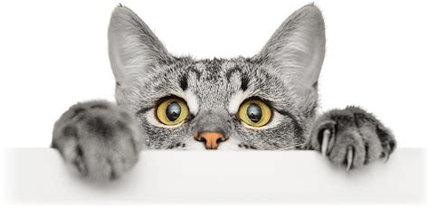 download feed their curiosity cats peeking over things full size png image pngkit