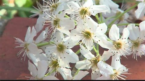 Bradford Pear Trees Why They Stink Are Bad For The Environment