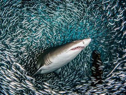 Shark Fish Tiger Sand Huge Got Puny