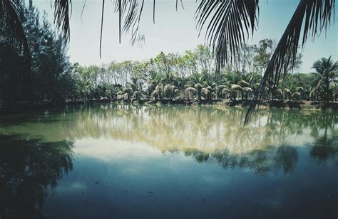 Photo Of Coconut Trees Near Lake · Free Stock Photo