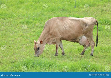 Jersey Cow And Full Udder Stock Photo Image Of Field 186281060
