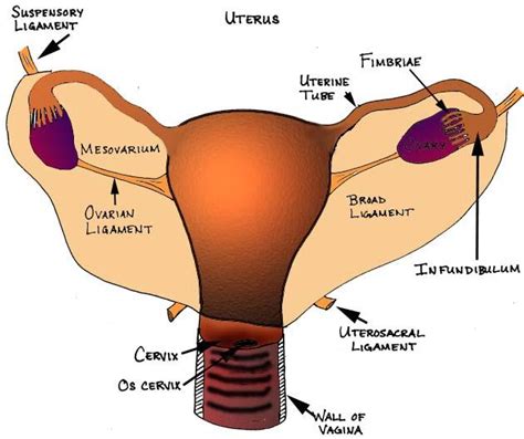 8:35 anatomy of the pelvic floor. 10 Supportive Ligament of The Uterus - Medical Anatomy And ...