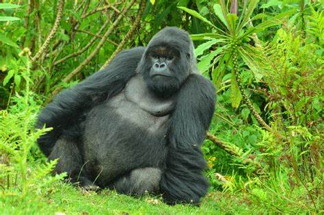 Gorillas Adjusting To Silverback Death Dian Fossey
