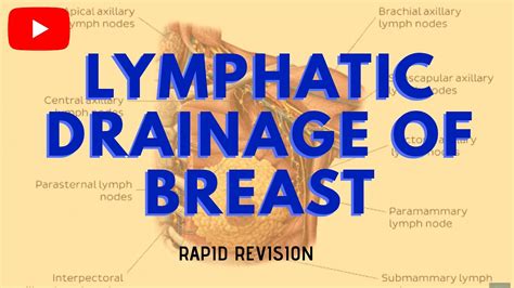 Lymphatic Drainage Of Breast Rapid Revision Anatomy 1st Yr Mbbs