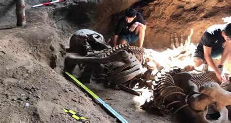 Video A Unique Discovery Of Giant Skeleton Giant Possibly Killed By A