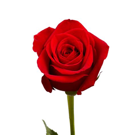Single Roses For Flower Sale Fundraiser Roses Rouges Fleurs Fraîches