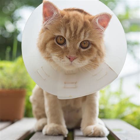 He is pretty tired, confused, and a little sad about the cone of shame. Diy Cone Collar For Cats - Do It Your Self