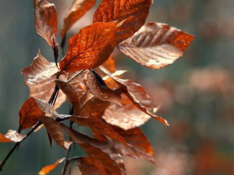 Beech Leaves Autumn Free Photo On Pixabay Pixabay