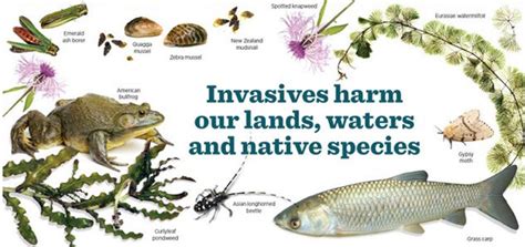 Learn vocabulary, terms and more with flashcards, games and other study tools. Montana Invasive Species Council