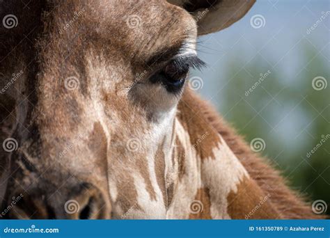 Close Up Detail Of The Eye Of An Adult Giraffe Editorial Stock Image