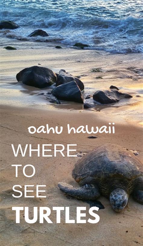 Where To See Turtles On Oahu On Hawaii Vacation Turtle