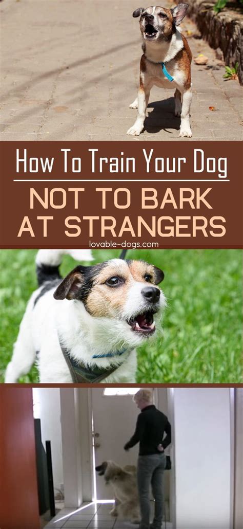 How To Train Your Dog Not To Bark At Strangers Lovable