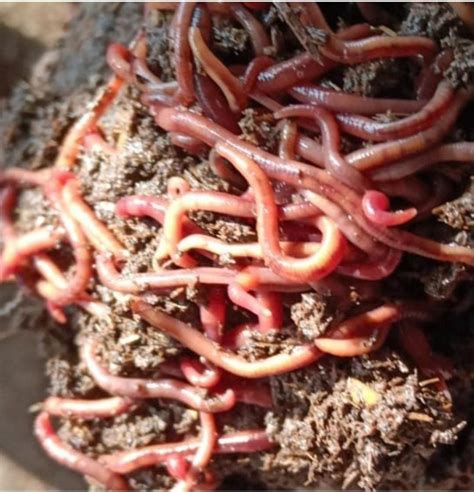 Lumbricus Rubellus Live Red Wiggler Earthworms Loose At Rs Kg In Bhuj