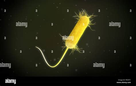 3d Illustration Of A Pseudomonas Aeruginosa Bacteria Stock Photo Alamy