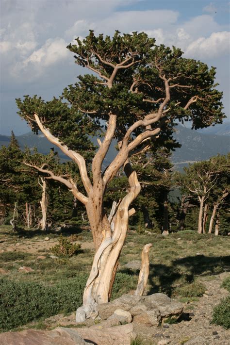 Bristlecone Pine Bristlecone Pine Weird Trees