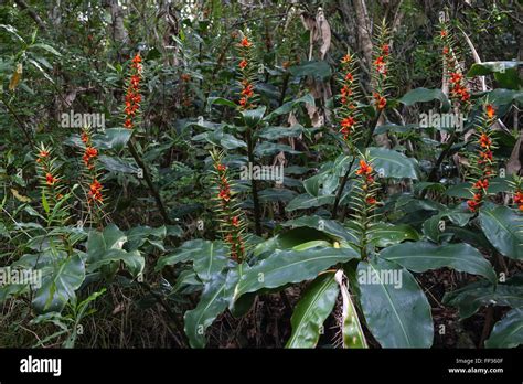 Fruit Stand Of Kahili Ginger Hedychium Gardnerianum Rainforest Of