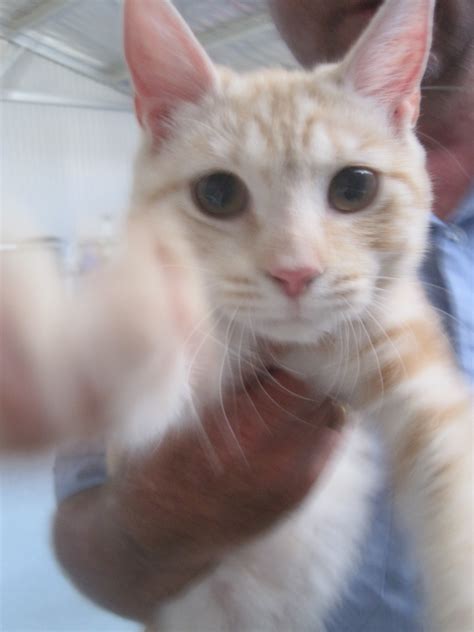 Ginger Tabby Male Domestic Short Hair Cat In Vic Petrescue