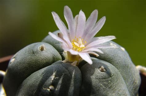 The us dispensatory lists peyote under the name anhalonium, and states it can be used in various preparations for neurasthenia, hysteria and asthma. What's the Difference between Psychedelic Mushrooms & Peyote?