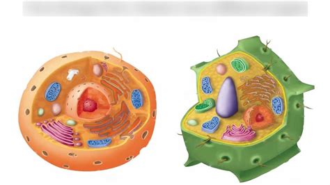 Cell Organelles And Their Functions Diagram Quizlet