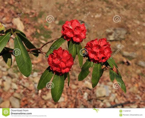 Blooms Of A Red Rhododendron Spring Scene In Nepal Stock Image