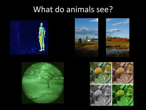 Ppt Through The Eyes Of An Animal How Animals See Powerpoint