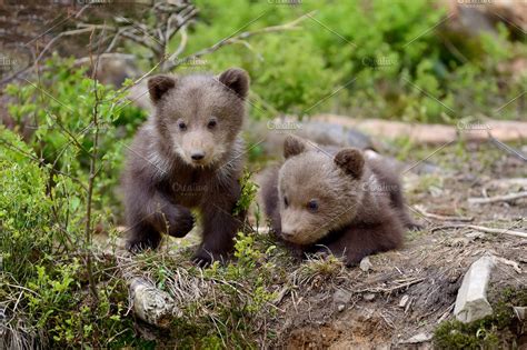 Bear Cub High Quality Animal Stock Photos ~ Creative Market
