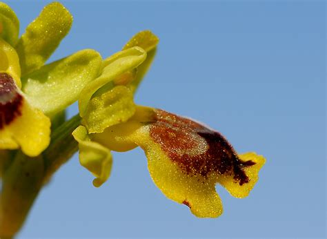 Ophrys lutea subsp. galilaea | Flora of Cyprus — a dynamic checklist