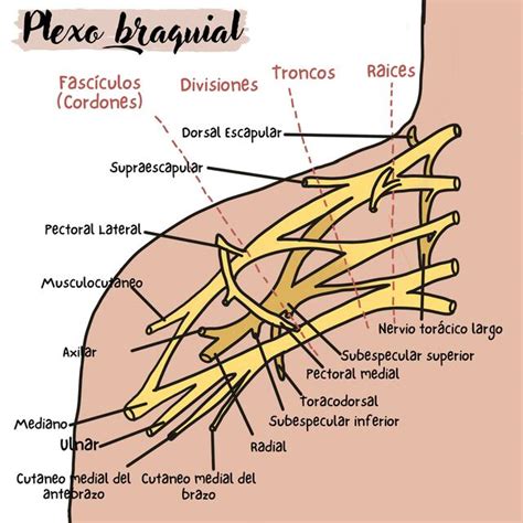Plexo Braquial Udocz Plexo Braquial Anatomia Y Fisiologia Humana My