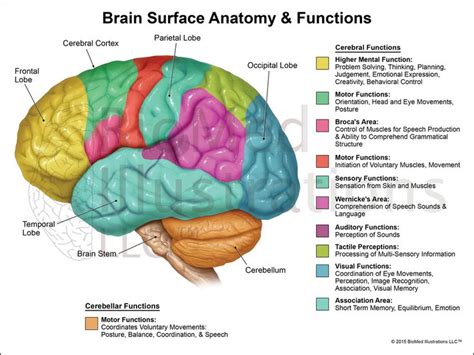 Human Brain Diagram With Labeled Parts