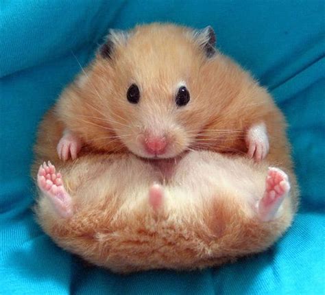 Fat Brown Hamster Picture Photos Photography Hamster Breeds Hamsters