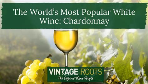 Guide To The Worlds Most Popular White Wine Chardonnay