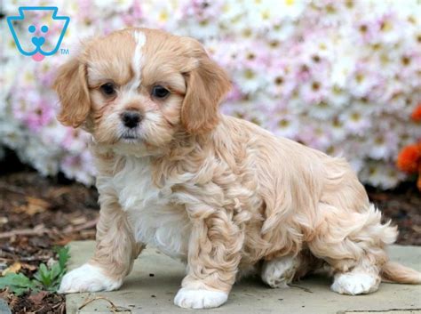 Clair Shih Tzu Mix Puppy For Sale Keystone Puppies