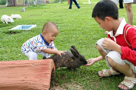 Today, most petting zoos can be found as part of larger zoos, with opportunities for children to get up close and touch the animals. Mobile Petting Zoo Party - Farm Animal Petting Zoo -Dallas ...