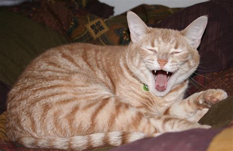 Laughing Cat Her Imperial Highness Loves A Good Joke Usua Flickr