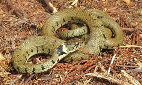 Levels in the bloons series. Grass Snake (Natrix helvetica) © | Male Grass Snake ...