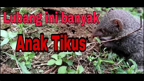 Belajar Berburu Tikus Di Kebun Kelapa Sawit Garangan Sumatra Youtube