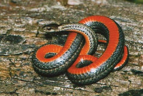 Red Bellied Snake Wildlife Illinois