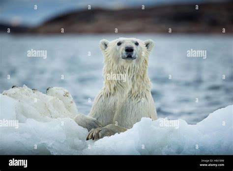 Polar Bear Ursus Maritimus Holding Onto Melting Sea Ice Near Harbour