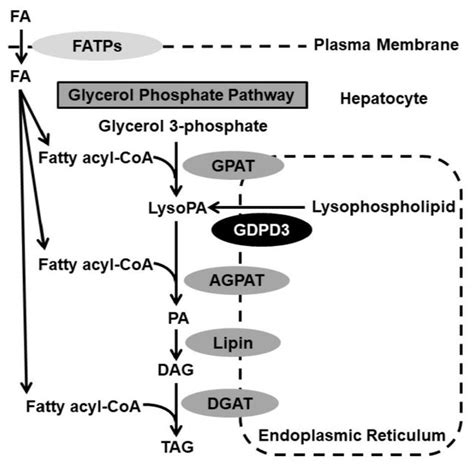 Glycerol Phosphate