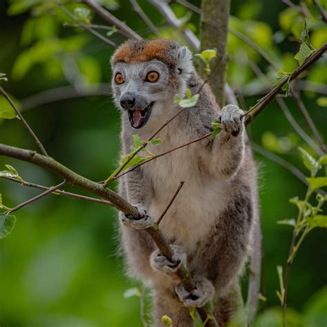 Crowned Lemur | Meet Our Animals | Plan Your Visit | Chester Zoo