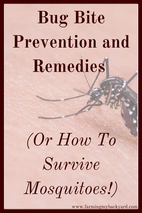 Bug Bite Prevention And Remedies Or How To Survive Mosquitoes