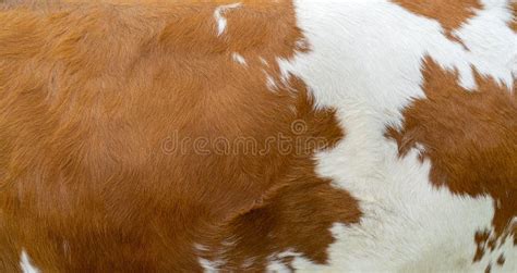 Brown Cow Skin Texture Agriculture Stock Image Image Of Hairy