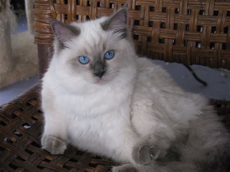 The ragdoll is a moderately active cat. Blue blue other than she have the prince michigan eyes, of ...